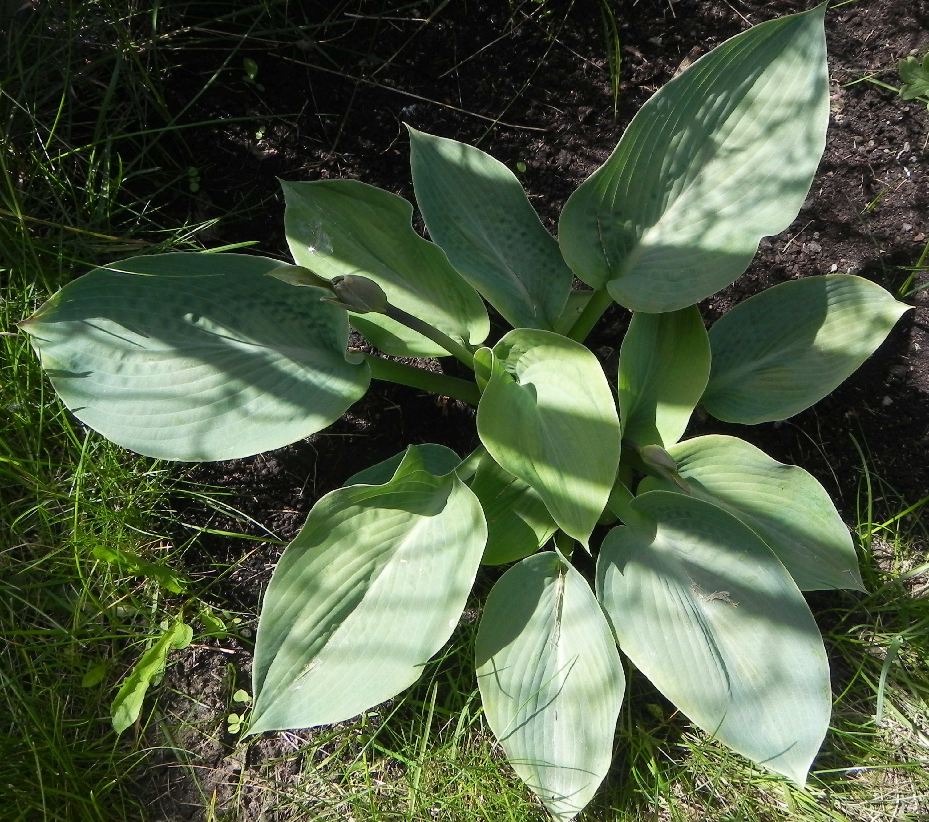 hosta+flower