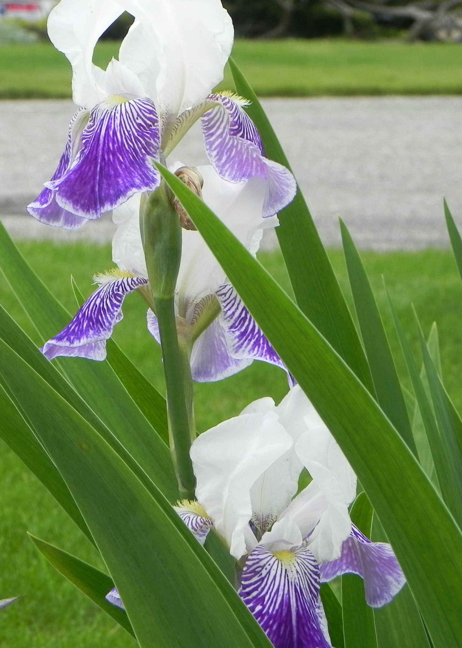 iris1