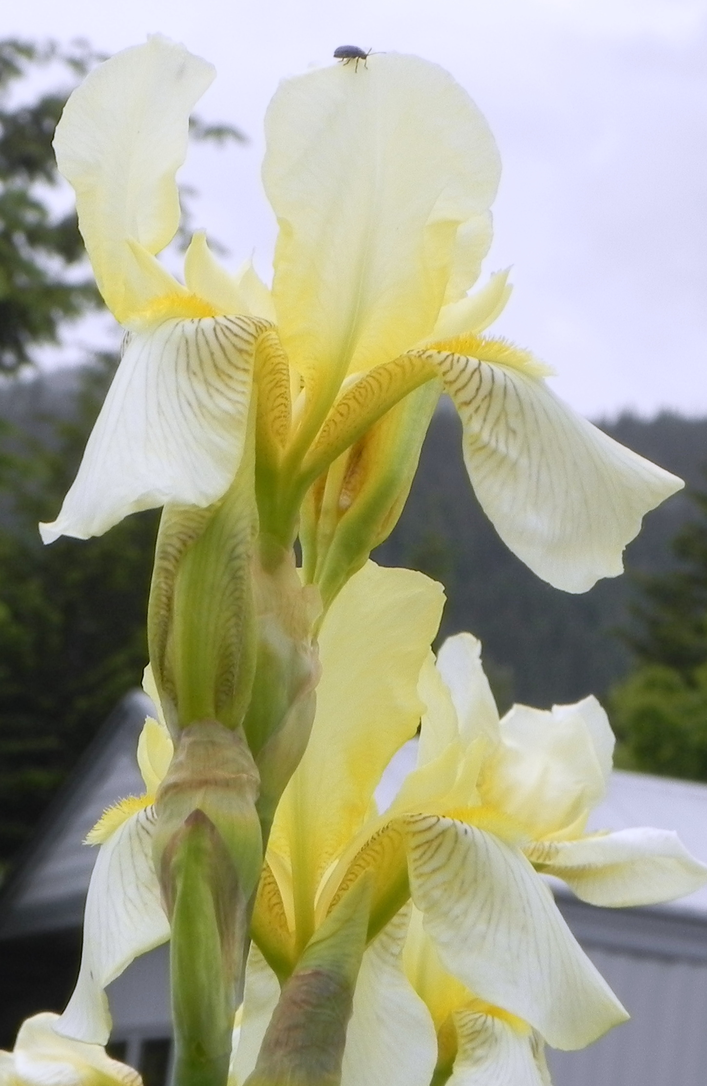 iris2