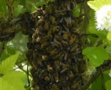 Re-locating Honey Bees